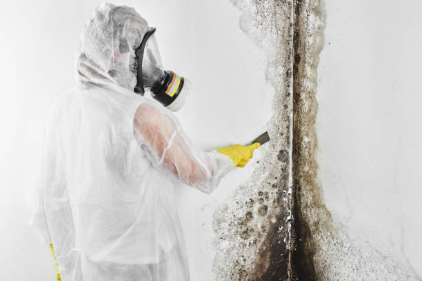 Best Attic Mold Removal  in Pawnee, IL